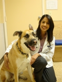 Priti dog obesity veterinarian